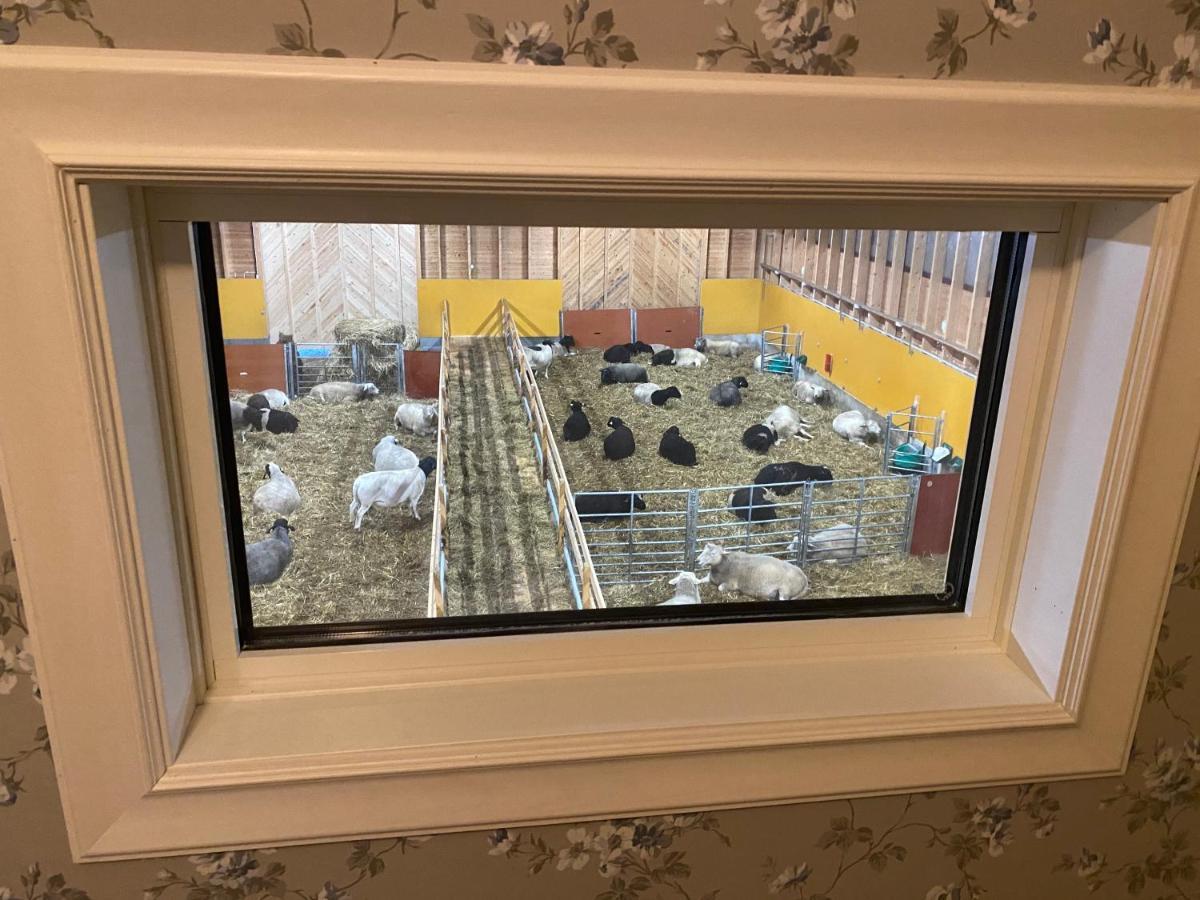 Newly Built Apartment Next Door To The Sheep Norrfjarden Zewnętrze zdjęcie